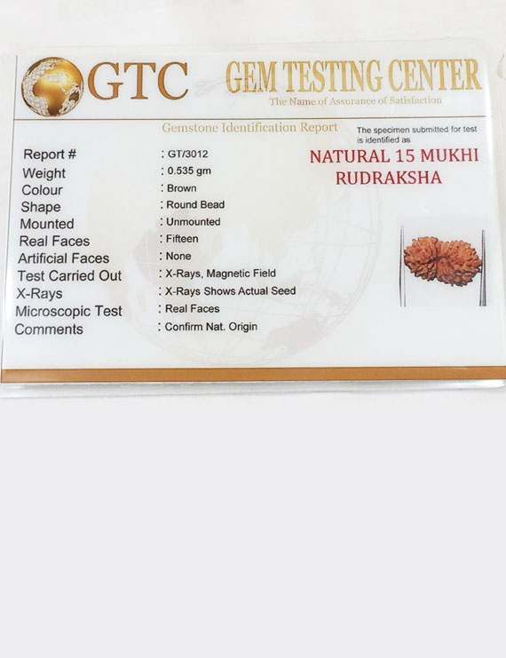 15 Mukhi Indonesian Rudraksha Size- 15 mm
